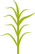 Кукуруза фаза 8-10 листьев